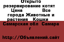 Открыто резервирование котят › Цена ­ 15 000 - Все города Животные и растения » Кошки   . Самарская обл.,Самара г.